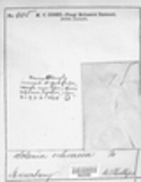 Maireina ochracea image